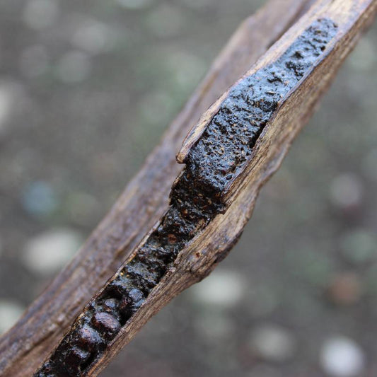 Agarwood - A Scent more valuable than Gold